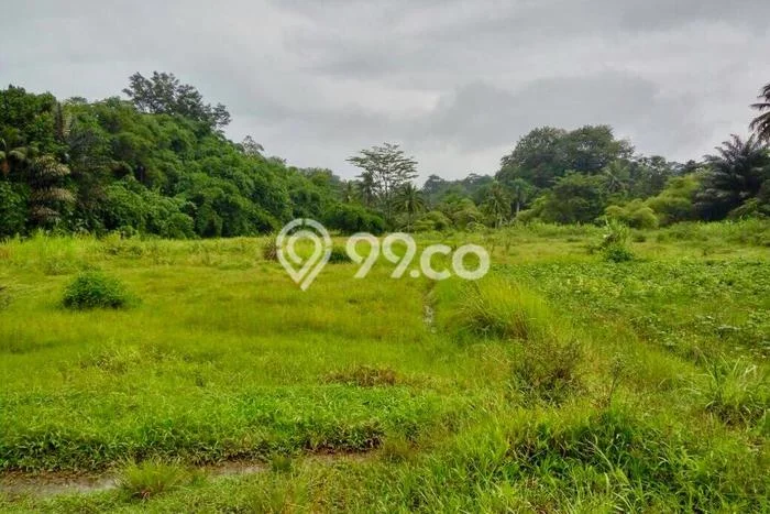 Untuk Dijual Tanah di Ciampea Bogor Luas 9538m2 SHM Untuk Dijual Tanah di Ciampea Bogor Luas 9538m2 SHM