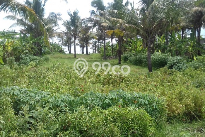Kavling Tanah di Kerambitan Dijual Luas 1800m2 Legalitas SHM Kavling Tanah di Kerambitan Dijual Luas 1800m2 Legalitas SHM