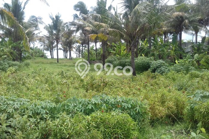 Kavling Tanah di Kerambitan Dijual Luas 1800m2 Legalitas SHM Kavling Tanah di Kerambitan Dijual Luas 1800m2 Legalitas SHM