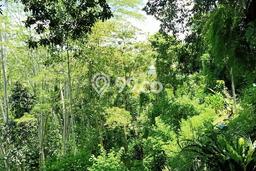 Lahan untuk Dijual di Ubud Gianyar Luas 139000m2 Lahan untuk Dijual di Ubud Gianyar Luas 139000m2