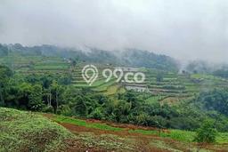 Tanah di Bedugul, Luas 200000m², Lokasi Strategis, Lingkungan Nyaman, Kontur Datar Tanah di Bedugul, Luas 200000m², Lokasi Strategis, Lingkungan Nyaman, Kontur Datar