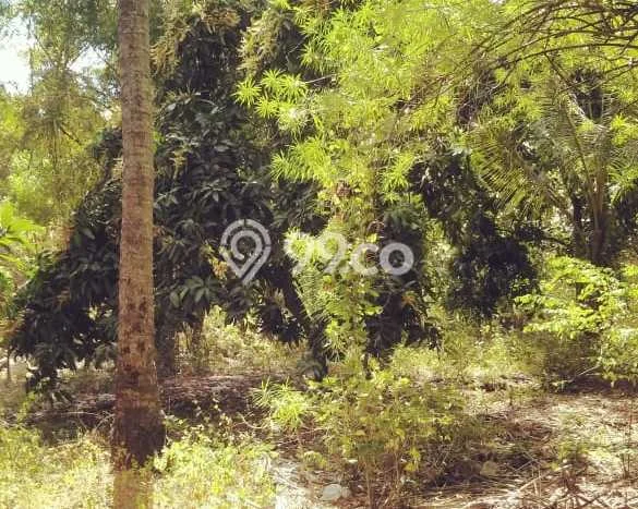 Tanah Kavling Dijual di Buleleng dengan Spesifikasi 20000m2 Tanah Kavling Dijual di Buleleng dengan Spesifikasi 20000m2