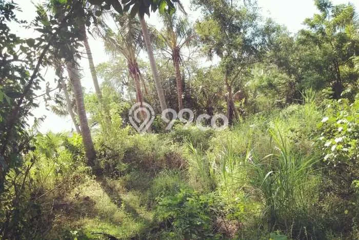 Kavling Tanah untuk Dijual di Bondalem, Buleleng, Luas 7700m2 Kavling Tanah untuk Dijual di Bondalem, Buleleng, Luas 7700m2
