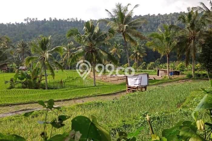 Lahan Disewakan Lokasi Banyuatis Buleleng Luas 1800m2 Lahan Disewakan Lokasi Banyuatis Buleleng Luas 1800m2