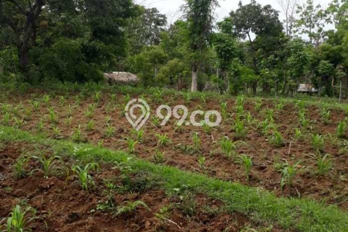 Tanah Dijual Lokasi Kubutambahan, Buleleng Luas 125000m2 Legalitas Aman Tanah Dijual Lokasi Kubutambahan, Buleleng Luas 125000m2 Legalitas Aman