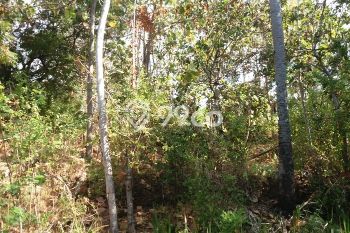 Dijual Tanah 12500m2 di Bukti, Buleleng Dijual Tanah 12500m2 di Bukti, Buleleng