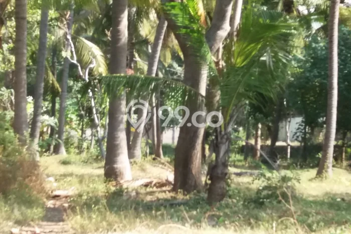 Tanah Kavling Dijual di Buleleng dengan Spesifikasi 3200m2 Tanah Kavling Dijual di Buleleng dengan Spesifikasi 3200m2