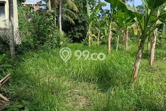 Kavling Tanah untuk Disewa di Saba Lahan Luas 600m2 Kavling Tanah untuk Disewa di Saba Lahan Luas 600m2