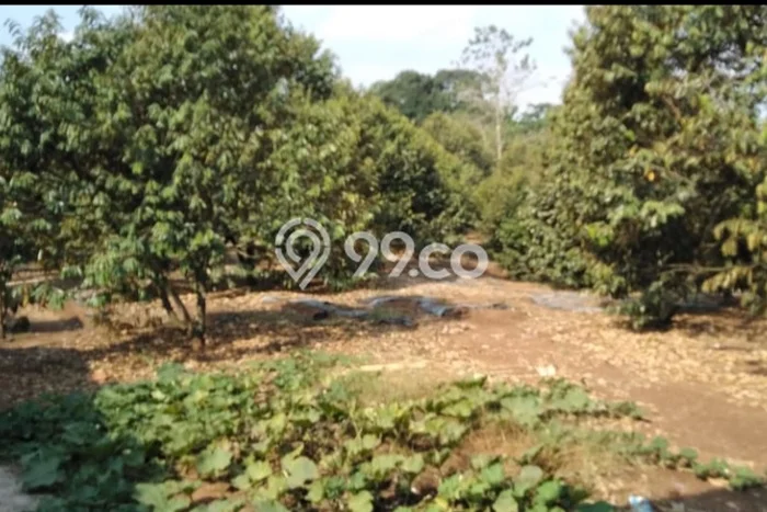 Kebun Buah Durian Produktif 2,85 Ha di Cintamanik, Cigudeg, Bogor Kebun Buah Durian Produktif 2,85 Ha di Cintamanik, Cigudeg, Bogor