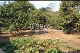 Kebun Buah Durian Produktif 2,85 Ha di Cintamanik, Cigudeg, Bogor Kebun Buah Durian Produktif 2,85 Ha di Cintamanik, Cigudeg, Bogor