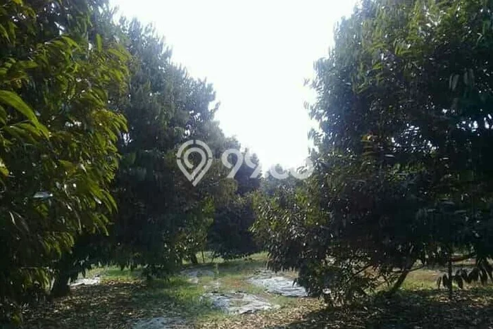 Kebun Buah Durian Produktif 2,85 Ha di Cintamanik, Cigudeg, Bogor Kebun Buah Durian Produktif 2,85 Ha di Cintamanik, Cigudeg, Bogor