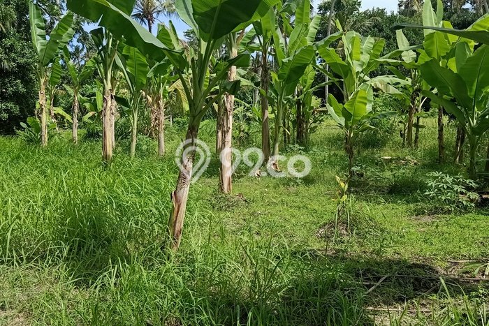 Lahan untuk Disewa di Gianyar Luas 700m2 Lahan untuk Disewa di Gianyar Luas 700m2