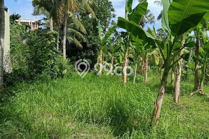 Lahan untuk Disewa di Gianyar Luas 700m2 Lahan untuk Disewa di Gianyar Luas 700m2