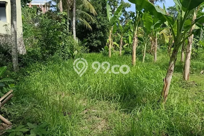 Lahan Disewakan Lokasi Saba Gianyar Luas 700m2 Lahan Disewakan Lokasi Saba Gianyar Luas 700m2