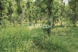 AREA PROSPEKTIF! Tanah Kawasan Setu, Luas 1031m², Akses Fasilitas Umum, Kawasan Potensial AREA PROSPEKTIF! Tanah Kawasan Setu, Luas 1031m², Akses Fasilitas Umum, Kawasan Potensial