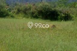 Tanah Kavling di Cariu Dijual dengan Luas 20000m2 Tanah Kavling di Cariu Dijual dengan Luas 20000m2
