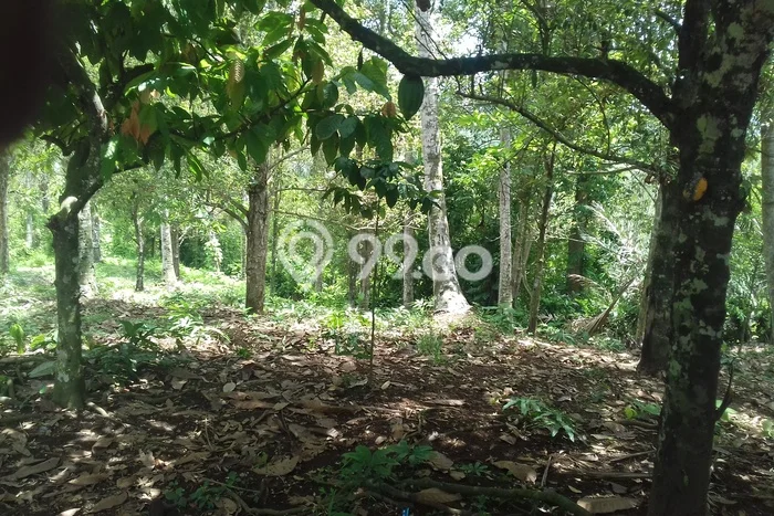 Tanah di Bajera, Luas 6000m², Lokasi Potensial, Kawasan Asri Tanah di Bajera, Luas 6000m², Lokasi Potensial, Kawasan Asri
