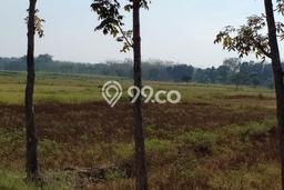 Tanah Komersial Dijual di Gondang Nganjuk 50000m2 Tanah Komersial Dijual di Gondang Nganjuk 50000m2