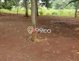 Kavling Tanah di Cileungsi Dijual Luas 3000m2 Legalitas AJB Kavling Tanah di Cileungsi Dijual Luas 3000m2 Legalitas AJB