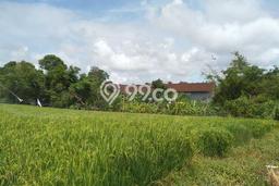 Jarang Ada! Tanah Kavling Disewakan di Badung 1100m2 Jarang Ada! Tanah Kavling Disewakan di Badung 1100m2