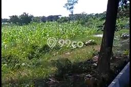 Tanah di Jenu, Tuban Luas 30323m2 Dijual Segera Tanah di Jenu, Tuban Luas 30323m2 Dijual Segera