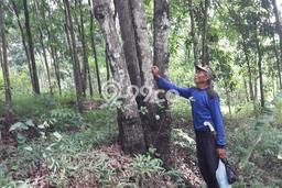 Tanah di Tanjungmedar, Sumedang Luas 35000m2 Dijual Segera Tanah di Tanjungmedar, Sumedang Luas 35000m2 Dijual Segera