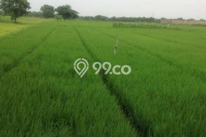 Tanah di Pucuk, Lamongan Luas 30000m2 Dijual Segera Tanah di Pucuk, Lamongan Luas 30000m2 Dijual Segera