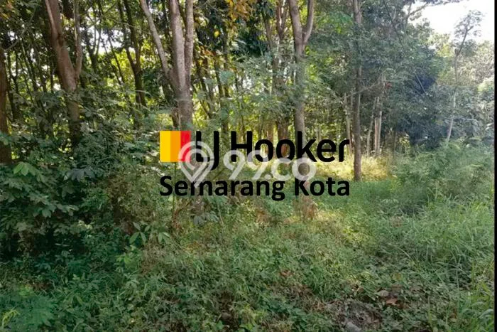 Lahan Dijual Lokasi Gringsing, Batang dengan Luas Tanah 28270m2 dan Status SHM Lahan Dijual Lokasi Gringsing, Batang dengan Luas Tanah 28270m2 dan Status SHM