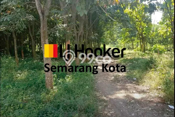 Lahan Dijual Lokasi Gringsing, Batang dengan Luas Tanah 28270m2 dan Status SHM Lahan Dijual Lokasi Gringsing, Batang dengan Luas Tanah 28270m2 dan Status SHM
