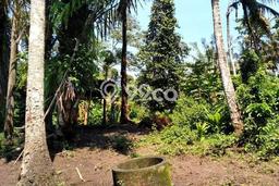 Jarang Ada! Tanah Kavling Disewakan di Tabanan 1550m2 Jarang Ada! Tanah Kavling Disewakan di Tabanan 1550m2