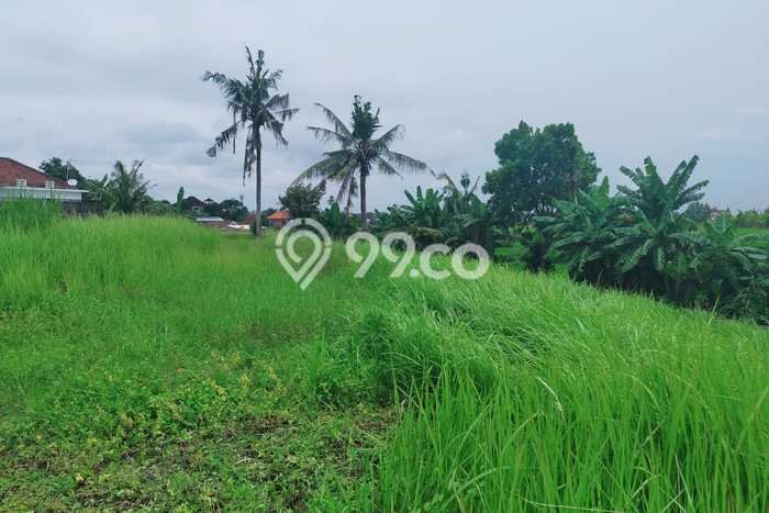 Tanah Kavling Disewakan di Canggu dengan Luas 1200m2 Tanah Kavling Disewakan di Canggu dengan Luas 1200m2