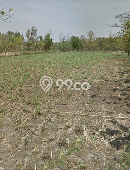 Untuk Dijual Tanah di Mondokan Sragen Luas 7403m2 SHM Untuk Dijual Tanah di Mondokan Sragen Luas 7403m2 SHM