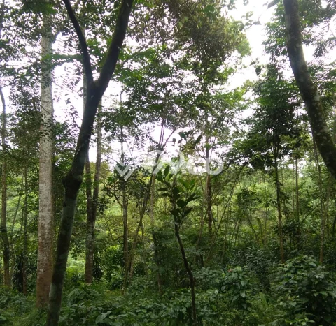 Tanah Lokasi Strategis di Sukamakmur, Luas 1300m², Akses ke Fasilitas Tanah Lokasi Strategis di Sukamakmur, Luas 1300m², Akses ke Fasilitas
