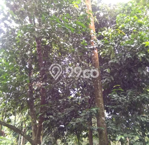 Tanah Lokasi Strategis di Sukamakmur, Luas 1300m², Akses ke Fasilitas Tanah Lokasi Strategis di Sukamakmur, Luas 1300m², Akses ke Fasilitas