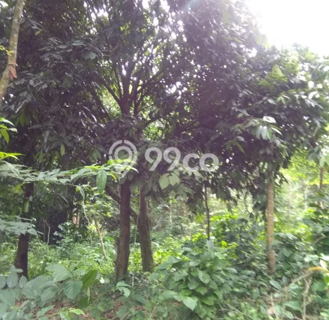 Tanah Lokasi Strategis di Sukamakmur, Luas 1300m², Akses ke Fasilitas Tanah Lokasi Strategis di Sukamakmur, Luas 1300m², Akses ke Fasilitas