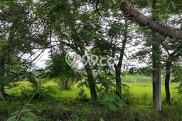 Jarang Ada! Tanah di Pedurungan Punya Luas 15000m2 HGB Jarang Ada! Tanah di Pedurungan Punya Luas 15000m2 HGB