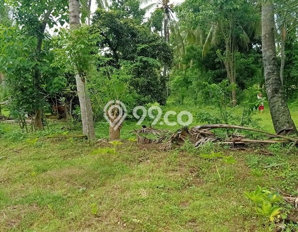 Tanah Kosong Dijual di Buleleng dengan Area 20000m2 Tanah Kosong Dijual di Buleleng dengan Area 20000m2