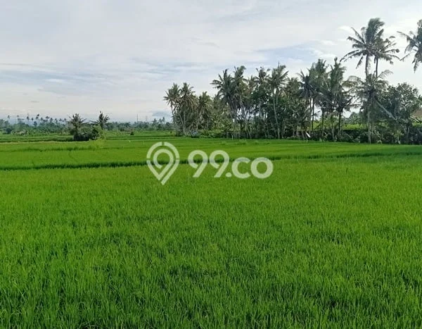 Lahan Disewakan Lokasi Saba Gianyar Luas 700m2 Lahan Disewakan Lokasi Saba Gianyar Luas 700m2