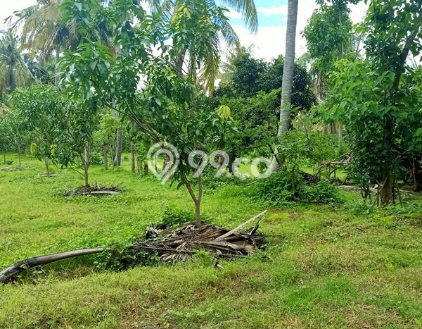 Tanah untuk Dijual di Kubutambahan Buleleng Luas 20000m2 Tanah untuk Dijual di Kubutambahan Buleleng Luas 20000m2