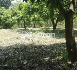 Tanah Area Berkembang di Asembagus, Luas 8500m², Dekat ke Fasilitas Umum, Akses Asembagus, Situbondo, Situbondo Tanah Area Berkembang di Asembagus, Luas 8500m², Dekat ke Fasilitas Umum, Akses Asembagus, Situbondo, Situbondo