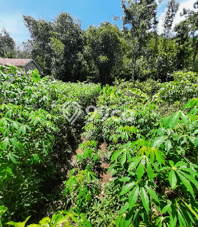 Lahan untuk Dijual Lokasi Bumijawa, Tegal Luas 458m2 SHM Lahan untuk Dijual Lokasi Bumijawa, Tegal Luas 458m2 SHM