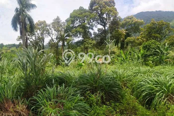 Tanah Kosong Dijual di Bogor dengan Area 2800m2 Tanah Kosong Dijual di Bogor dengan Area 2800m2