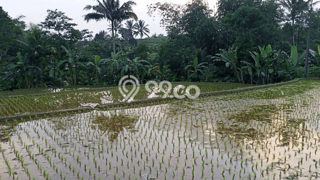 Dijual Tanah di Cicurug Sukabumi Luas 3000m2 - Dijual Tanah di Cicurug Sukabumi Luas 3000m2 -