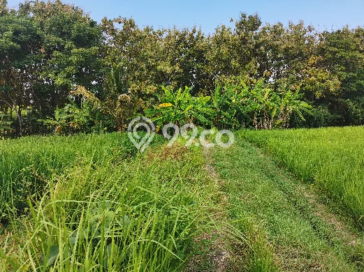 Tanah Lokasi Potensial Kawasan Bajera, Luas 10000m², Dekat ke Fasilitas, Lingkungan Asri Tanah Lokasi Potensial Kawasan Bajera, Luas 10000m², Dekat ke Fasilitas, Lingkungan Asri