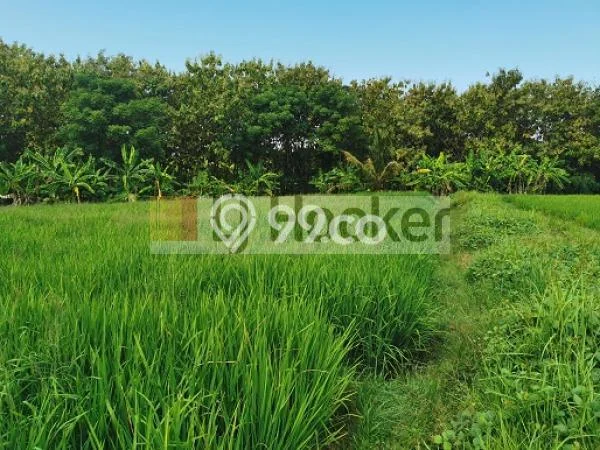Tanah di Bajera, Luas 2000m², Akses Jalan Raya Tanah di Bajera, Luas 2000m², Akses Jalan Raya