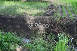 Lahan Dijual Lokasi Driyorejo, Gresik dengan Luas Tanah 6730m2 dan Status SHM Lahan Dijual Lokasi Driyorejo, Gresik dengan Luas Tanah 6730m2 dan Status SHM