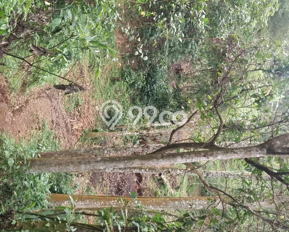 Lahan Strategis di Cipanas Dijual dengan Luas 50000m2 Lahan Strategis di Cipanas Dijual dengan Luas 50000m2
