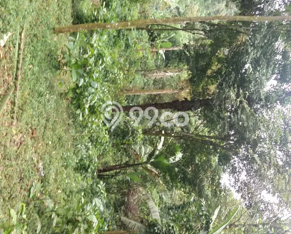 Lahan Strategis di Cipanas Dijual dengan Luas 50000m2 Lahan Strategis di Cipanas Dijual dengan Luas 50000m2