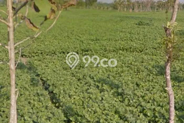 Tanah di Pilangkenceng, Madiun Luas 20000m2 Dijual Segera Tanah di Pilangkenceng, Madiun Luas 20000m2 Dijual Segera