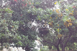 Tanah untuk Dijual Lokasi Gunung Sindur, Bogor Luas 1500m2 SHM Tanah untuk Dijual Lokasi Gunung Sindur, Bogor Luas 1500m2 SHM
